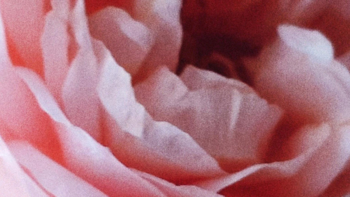 The queen of flowers and its hundreds of facets